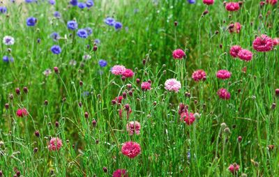 Close-up of fresh pink flowers in field