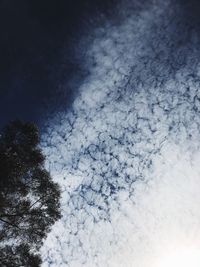 Low angle view of trees against blue sky