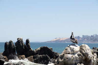 Seagull on rock in sea against clear sky