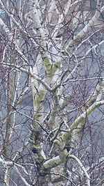 Low angle view of flowering tree and plants
