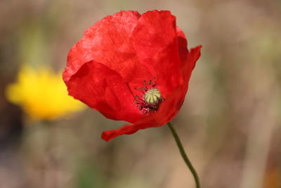 Close-up of red rose flower