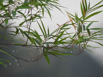 Close-up of raindrops on tree against sky