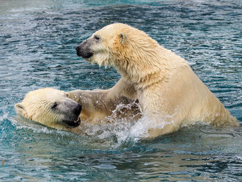 View of two bear in sea