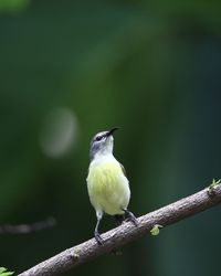 Close-up of bird perching on a branch