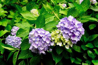 Close-up of purple flowering plants