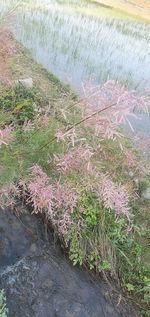 High angle view of flowering plants on land