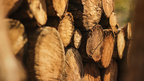 Close-up of logs in forest