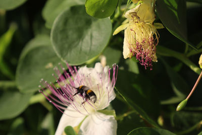 Close-up of insect on purple flower