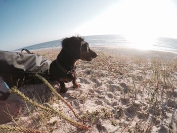 Dog looking at sunset