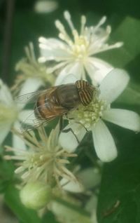 Close-up of bee pollinating flower