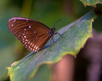 Close-up of butterfly on leaf