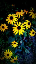 Close-up of yellow flower