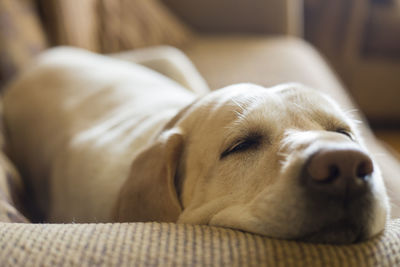 Close-up of dog sleeping at home