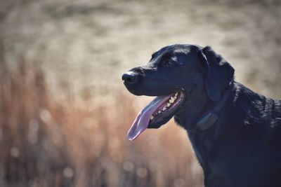 Close-up of a dog looking away