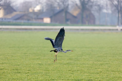 Gray heron flying over grassy field