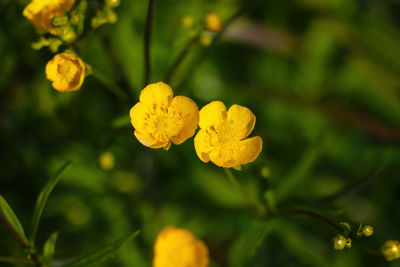 Close-up of yellow flowering plant