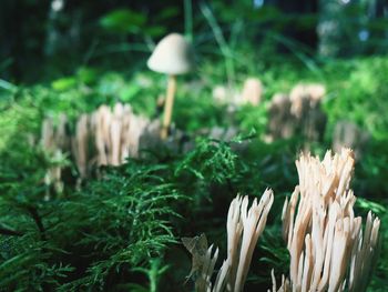 Close-up of fungus growing amidst plants in forest