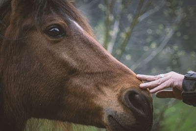 Midsection of person with horse