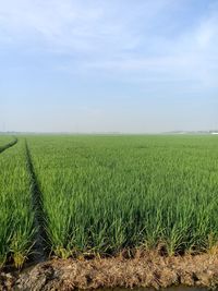 Scenic view of agricultural field against sky