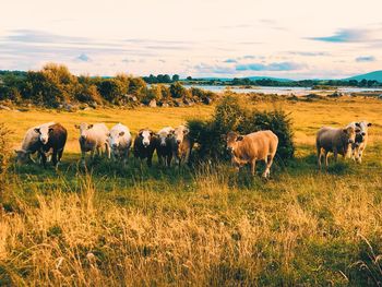 Sheep grazing on field