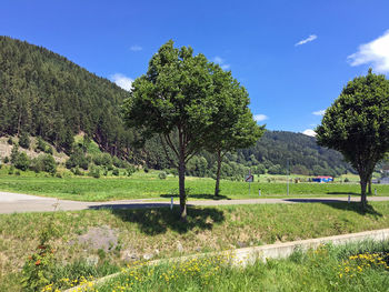 Scenic view of grassy field against sky