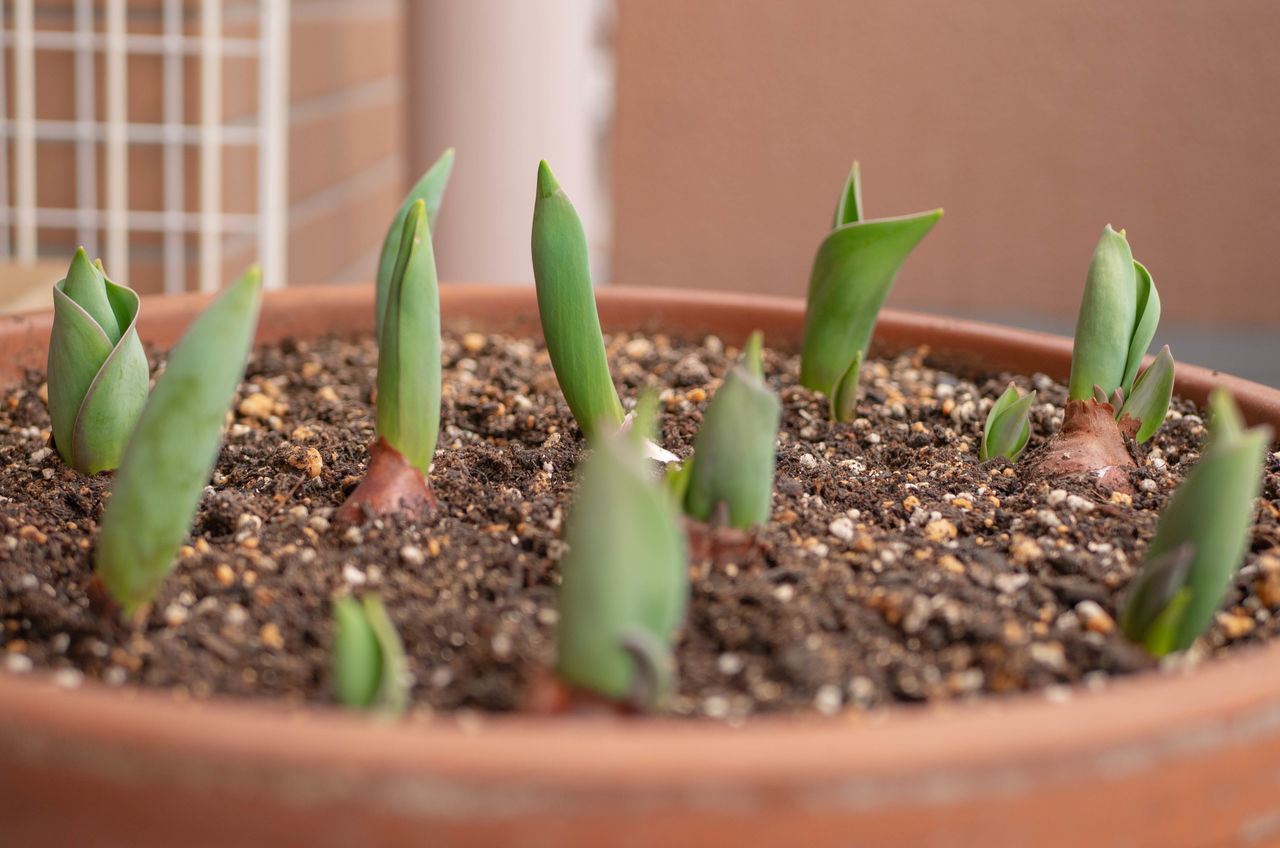 CLOSE-UP OF SMALL POTTED PLANT IN POT