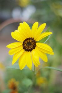 Close-up of yellow flower blooming outdoors