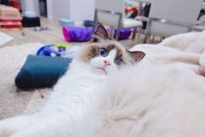 Close-up of cat lying on bed