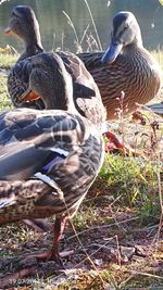 Close-up of duck in lake