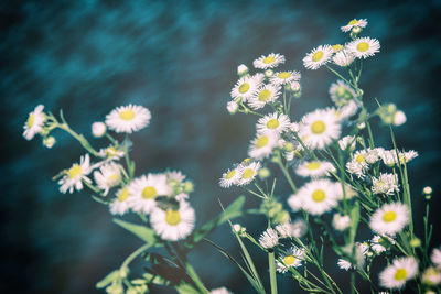 Close-up of flowers