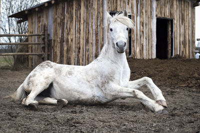 The white horse lies gracefully on the ground in the paddock.