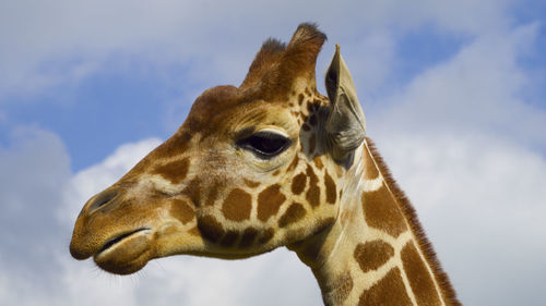 Close-up of giraffe against sky