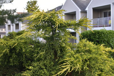 Close-up of plants against house