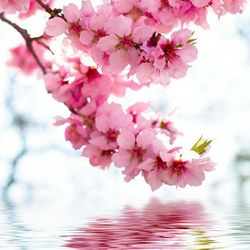 Pink flowers blooming on tree