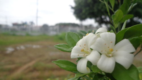 Close-up of flower blooming outdoors