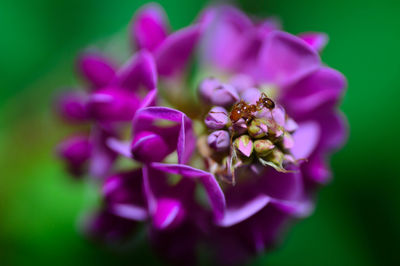 Close-up of ant on purple flower