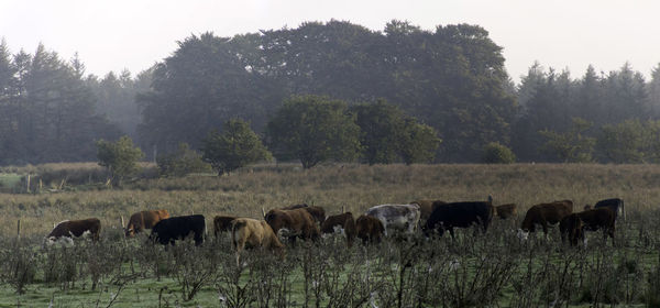 Herd of cattle grazing in a field