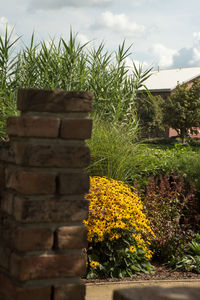 Close-up of yellow flowers growing on field against sky