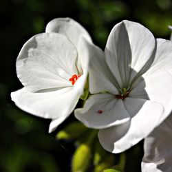 Close-up of white flowers blooming outdoors