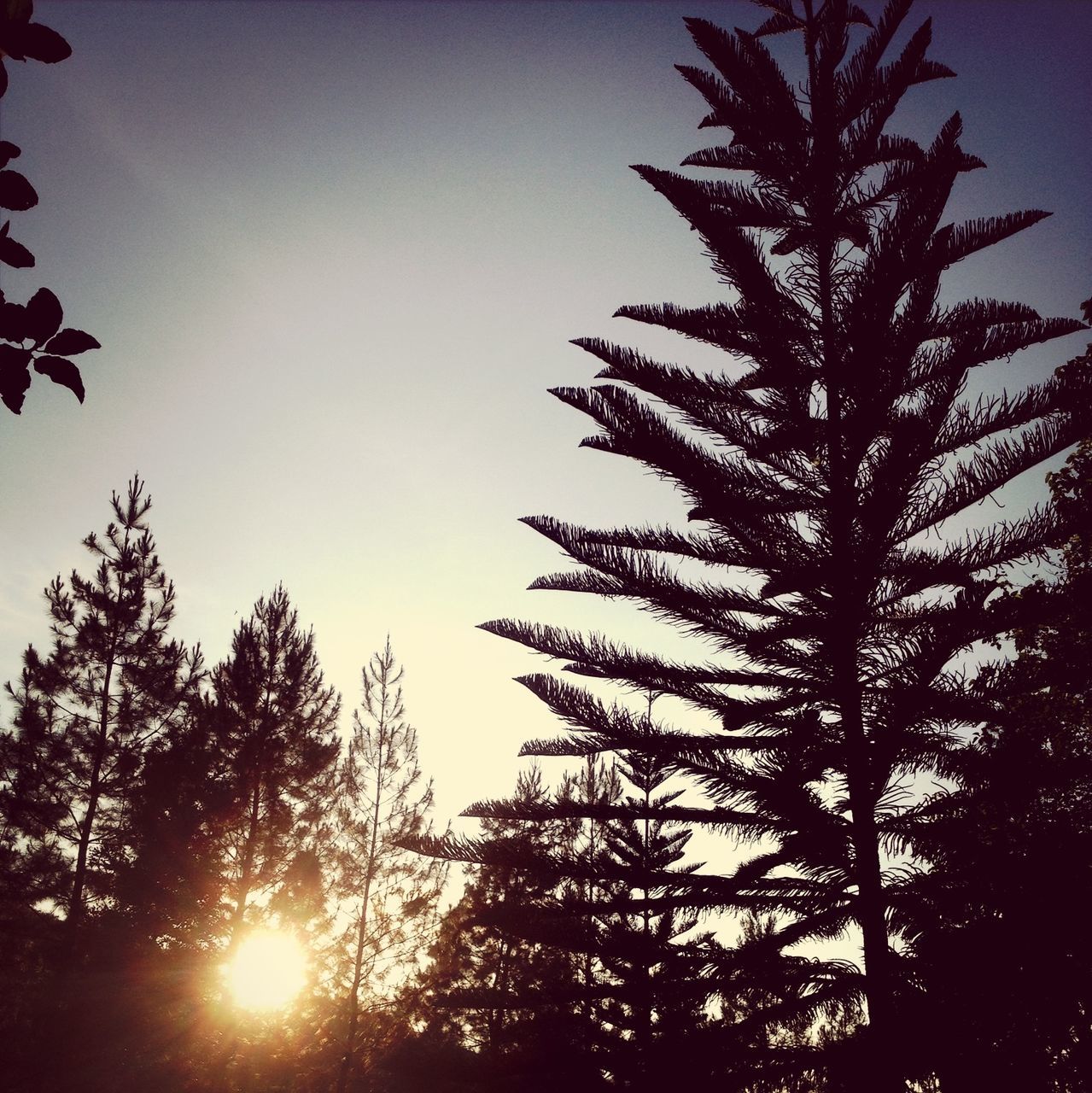 tree, low angle view, clear sky, silhouette, growth, sun, tranquility, beauty in nature, nature, copy space, sky, tranquil scene, branch, sunset, scenics, sunlight, outdoors, no people, dusk, idyllic