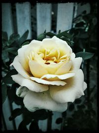 Close-up of white rose