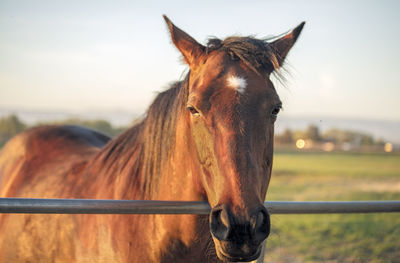 Horse standing in ranch against sky