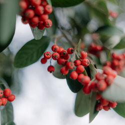 Close-up of red berries growing on tree