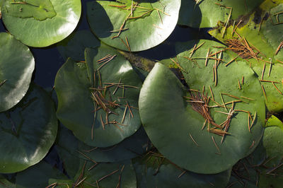 High angle view of vegetables on plant