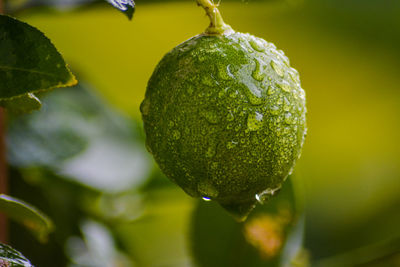 Close-up of wet fruit on plant