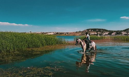 View of a horse in water