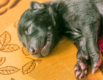 Close-up of a dog sleeping