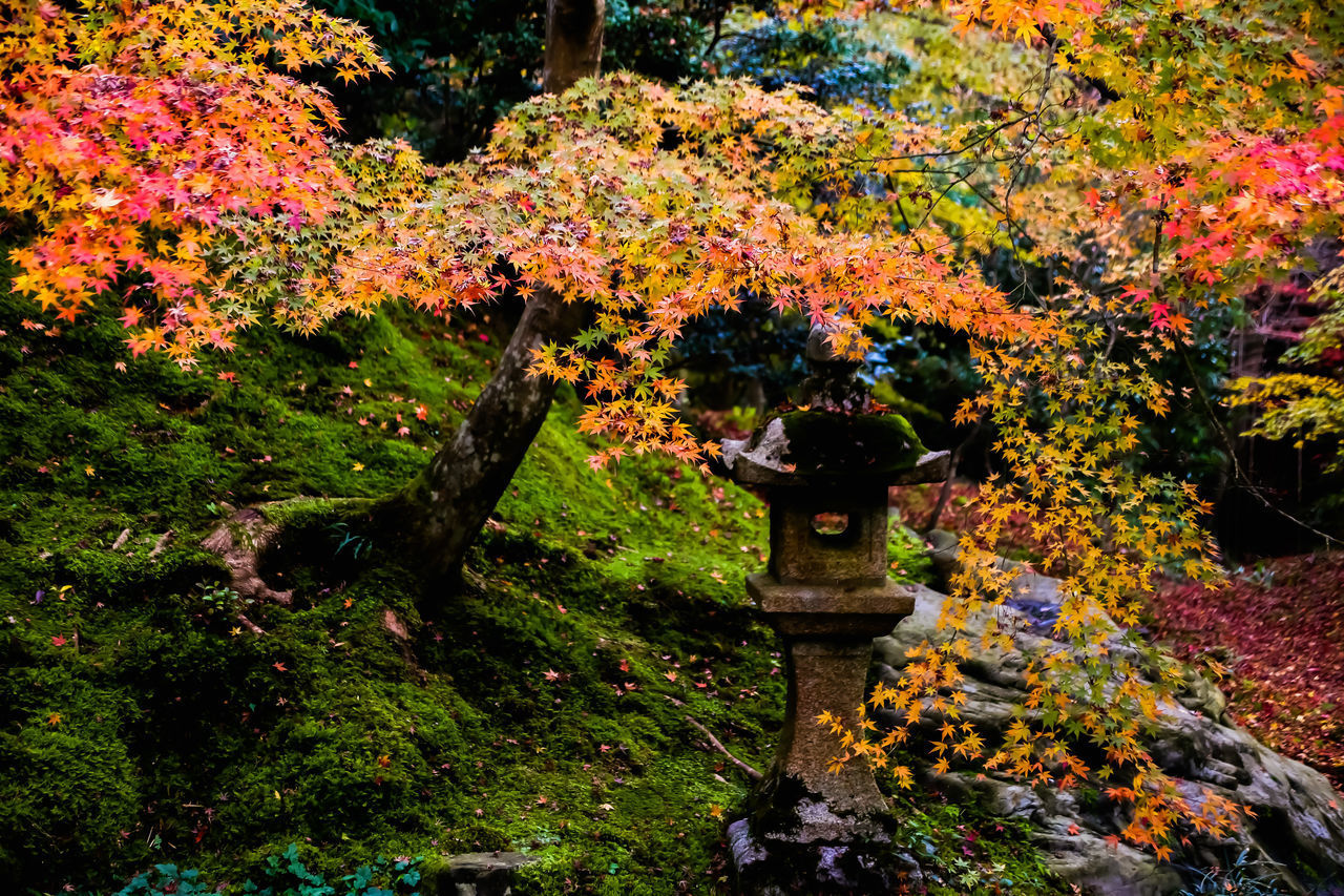 FLOWERING PLANTS IN PARK