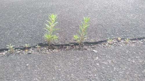 High angle view of plants growing by road