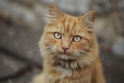 Close-up portrait of brown cat
